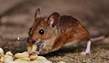 24 Hour & Emergency Exterminators in Newport, TN